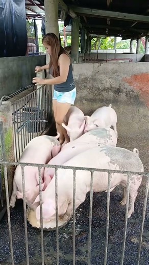 The Best Pig Feed Formula for Small Farmers #PigFeed #FarmHacks #LivestockCare