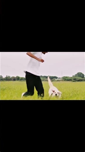 Sahachari (777 Charlie) | Feel this Telugu Lyrics 😱 #charli #shorts #viral #telugusongs #trending