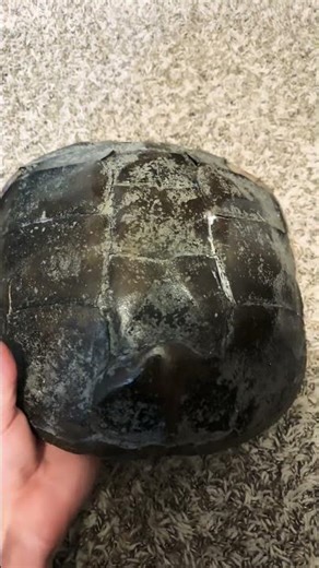 Just finished my first snapping turtle shell #fishing