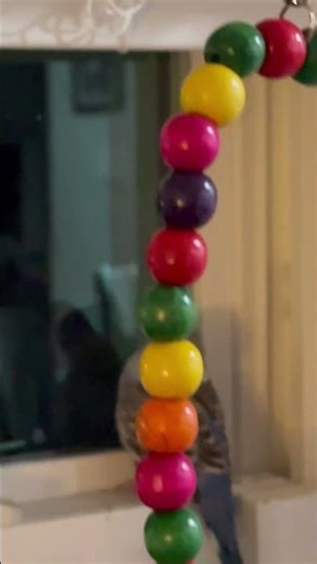 Parakeet Flock 🦜🩷🦜🌸🦜