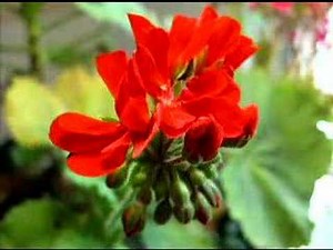 Time Lapse - Watching flowers grow...