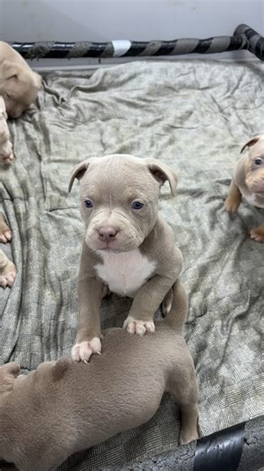 Adorable American Bully Puppies for Adoption