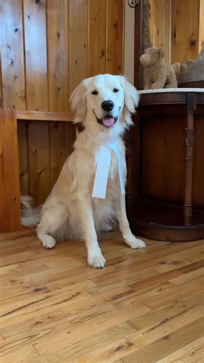 It’s Turkey Time! on Instagram: "Sentencing Hearing of Case File #001: The Pack vs The Vacuum Was justice served, or should we appeal this ruling? #DogLaw #BarristerTurkey #goldenretriever #dogfun @bissellcan"