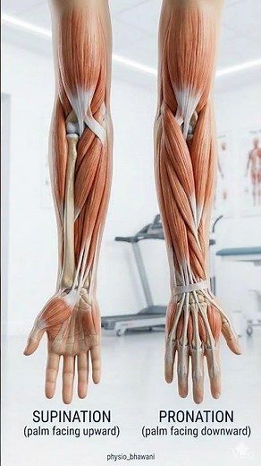 Supination = palm up Pronation = palm down A simple but important movement of the forearm.