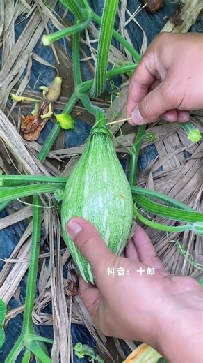 Ultimate Guide to Planting Techniques for Beginners