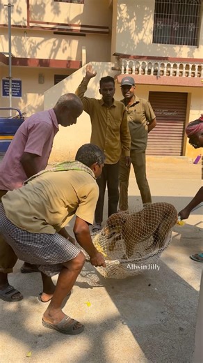 வலையில் சிக்கிய நாய்🐶 Catching Stray Dogs in Giant Net #kids #rescue #nature #animals #tnschools
