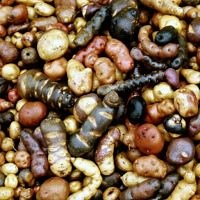 Longwood Gardens – A balanced diet . . .