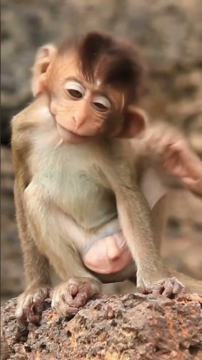 Baby monkey is scratching