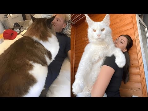 17 Rarest Cat Breeds in the World – The Most Beautiful Cats Everyone Dreams of Owning