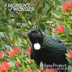 BOOK-OF-NATURE – Tūī are known for their noisy, unusual call,...