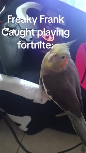 #freakyfrank #fyp #bird #fortnite