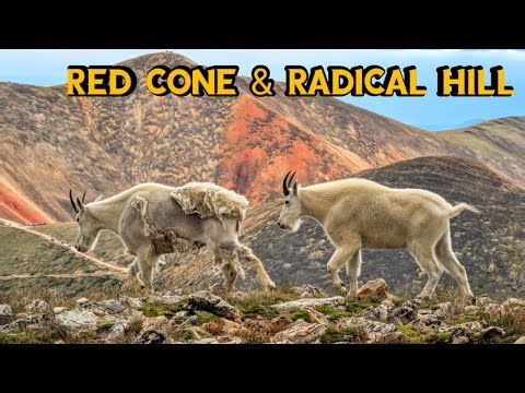 Red Cone and Radical Hill Trail Run 2023