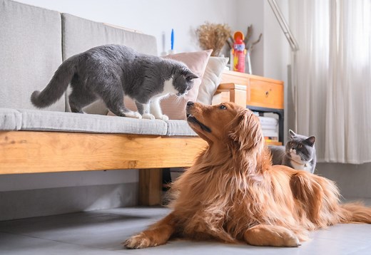 12 Cat Breeds That Get Along Well with Dogs