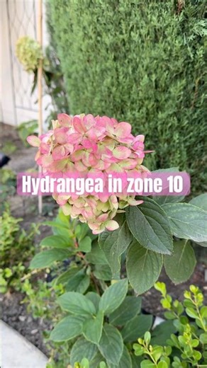 Limelight Prime Hydrangea Blushing in Coastal California 🌸 #hydrangea #limelightprimehydrangea