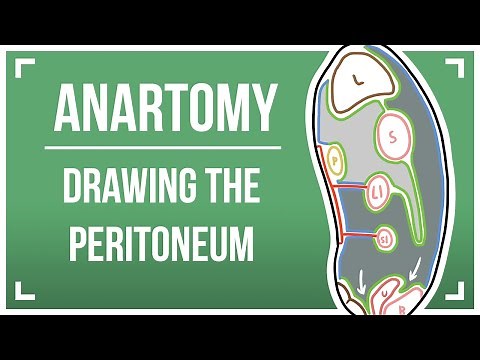 Drawing The Peritoneum