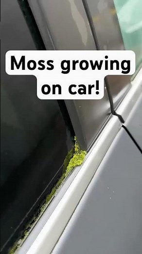 Cleaning Moss Out of a Car Window Seal | Beaverton Detailer