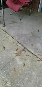 57K views · 1.2K reactions | Remembering back to those days where we had to hunker down and stay at home! "What do you mean before i gotta go back inside...this is my house...i do what i want!" | Pop Watch | Facebook