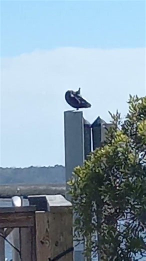 Scratch the birds back