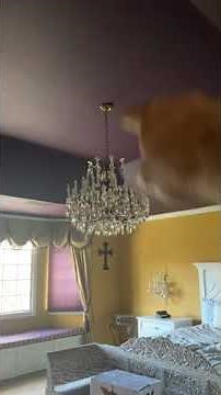 LED recessed lights and ceiling fan install