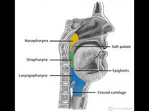 Endoscopy of the Pharynx