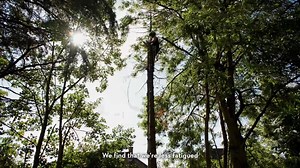 The STIHL AP System of battery tools is designed for landscapers, arborists and other professional users. Find out about the benefits of battery tools in our video. | STIHL