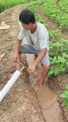 Green Countryside Innovation: PVC Siphon Irrigation Method