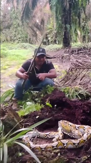 Sudden attack by a large python carrying wood