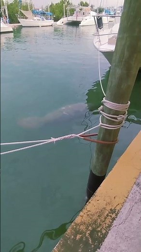 Manatee Drinks Fresh Water from Sailboat in Florida Keys 🐋💦