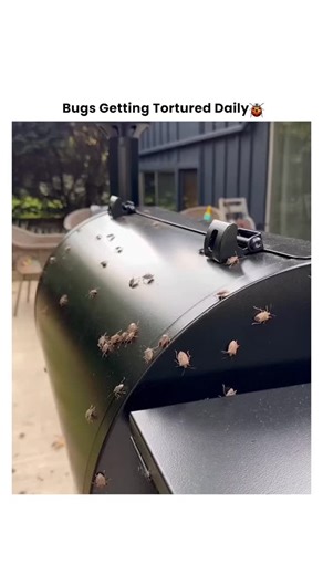 Bugs Getting Tortured 🪲 on Instagram: "When the Tick Army Meets the Toy Gun Brigade 🎯🩸🔫 They thought they could just latch on and feast... until a barrage of plastic pellets turned them into target practice. This isn't pest control—it's recreational eradication. 💥 The Offense: Attempting to use humans as blood buffets. 💥 The Method: High-speed foam or plastic projectile assault. 💥 The Reaction: A satisfying series of pops and dislodgements. 💥 The Result: Ticks neutralized, aim improved, 