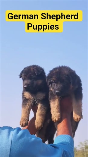 German Shepherd Puppies #germanshepherd #trending #puppy