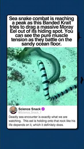 BANDED SEA KRAIT ATTACKS MORAY EEL