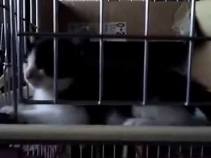 【なつみ・晩・金】遊び疲れておねむの子猫達