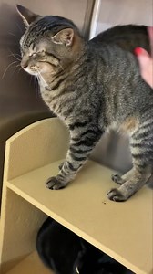 15K views · 10K reactions | Meet Spock & Loki! ❤️❤️❤️ Spock (Black...