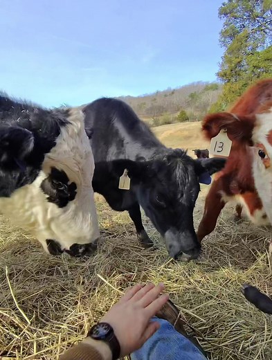 Happy finally decided to have her calf #cow #richcowboy #farmlife | cow