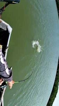 literally came out of nowhere #musky #muskyfishing #michigan #puremichigan #fishing