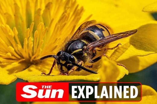 How many times can a wasp sting?