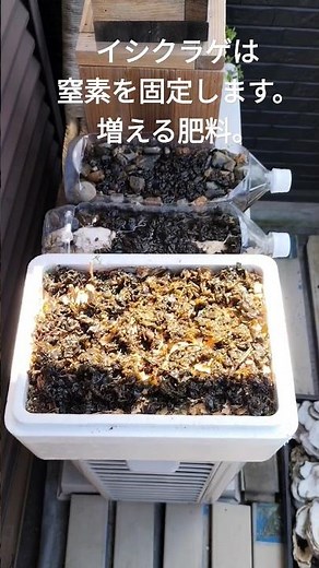 イシクラゲを増える肥料として利用してみたい。