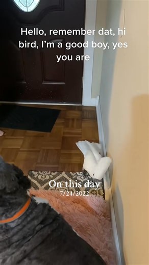 Baby crying cockatoo. #baby #crying #parrotstiktok #newborn #fyp | Busterrthecockatoo