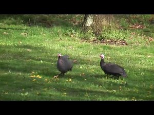 guinea fowl running