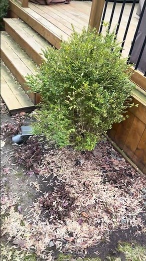 Skunk-Proofing a Backyard Deck (Start to Finish) 🦨🔧How to keep skunks out of your backyard deck