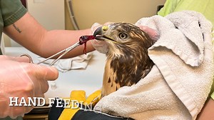 We are so happy to share that we recently released one of our Red-tailed Hawks that has recovered from West Nile Virus (WNV). WNV is a mosquito-borne illness that attacks the central nervous system and causes inflammation of the brain. There is no specific treatment for this disease, just supportive care to help them through their recovery. In case you missed his story we previously shared, when this hawk arrived to us, he was very dehydrated, thin, and too weak to stand or eat on his own. In ad