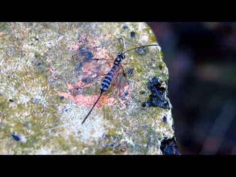 臺灣昆蟲 insects - 三鉤姬蜂屬 Triancyra sp. / 姬蜂科 Ichneumonidae