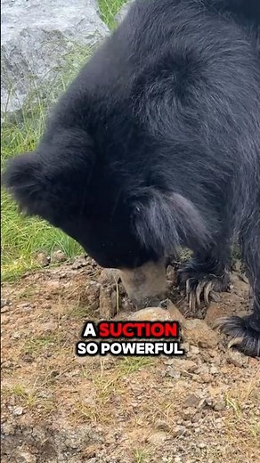 The Sloth Bear's WEIRD Eating Habit That Will Amaze You