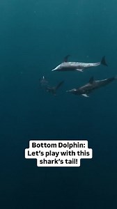 146K views · 836 reactions | Dolphins vs. sharks—friend or foe? 麗 These rough-toothed dolphins left their pod to check out an oceanic whitetip. One missed a tail tap, but the other landed two! Playful curiosity or a test? You decide!   IG 'davidrstudios' | PADI | Facebook