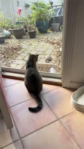 A turtle?! 😂 #algorithm #animals #foryou #cats #catvideos