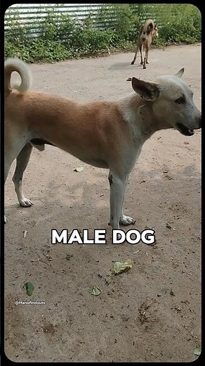 “Street Dogs in Our Area | Male & Female Dogs Explained | Cute Puppy Moments”