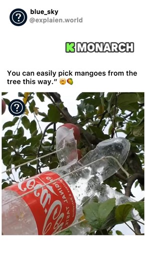 blue_sky on Instagram: "This topic explains how to easily pick mangoes from a tree. It shows a simple and effective method to collect mangoes without much effort. By using the right technique or tool, anyone can safely reach and pluck mangoes without damaging the tree or the fruits. This process saves time and makes mango picking easier and more enjoyable. via : @provizvodnja_voca_i_povrca #triks #mango #technology"
