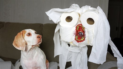 Toilet paper zombie prank unrolls dog hilarity