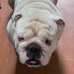 3.8K views · 732 reactions | As the mommy is resting in bed now trying to “enjoy” some low salt broth and saltine crackers , here’s another throwback from May of last year. Bug decided he was going to give chasing rabbits a try, and this was before there was the new fence, so he was put on lockdown. He was definitely not happy about it so he wrote a song. Oh Augie & Gigi... | Augie Doggy’s Place | Facebook