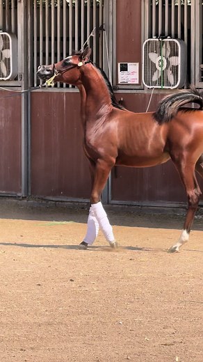 مهرة ابنة كيو ار مارك الجميلة ماريا ستار - Star Arabians LLC